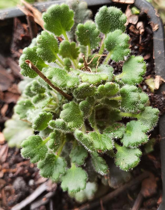 Saxifraga hirsuta ssp paucicrenata